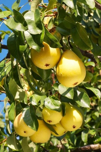 Груша звичайна Лимонка | Груша обыкновенная Лимонка | Pyrus communis Limonka 